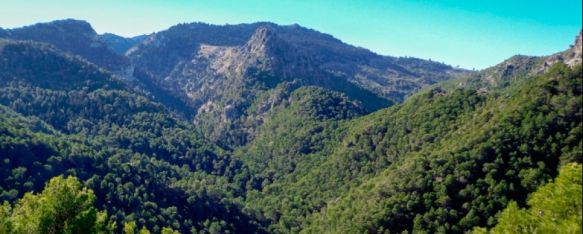 El proyecto “Camino hacia el pinsapar” concluye con más de 200 ejemplares plantados, La iniciativa, que está teniendo lugar en la Sierra de las Nieves, la han puesto en marcha la Asociación por los Caminos Públicos de la Serranía de Ronda en colaboración con la UGR, 16 Feb 2023 - 17:33