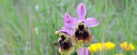 Una de las orquídeas que atesora nuestra comarca.  // C. G. 