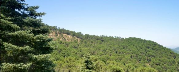 Sierra Bermeja, donde en 2021 se quemaron más de 8.400 hectáreas de monte // LIFE Madera para el Futuro Sierra Bermeja, donde en 2021 se quemaron más de 8.400 hectáreas de monte // LIFE Madera para el Futuro