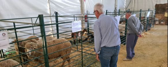 Una de las carpas acoge ovejas merinas de Grazalema y cabras payoyas, entre otros animales. // CharryTV