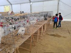 Otra de las carpas ofrece una exhibición de aves.  // CharryTV