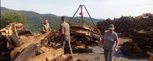 El Ayuntamiento de Ronda comenzará su campaña de saca de corcho el próximo lunes, Esta actividad podría suponer un ingreso de entorno a 700.000 euros en las arcas municipales, 13 Jun 2023 - 17:21