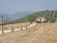 Vista de la finca El Chantre, en la que se prevén visitas oleoturísticas.  // CharryTV