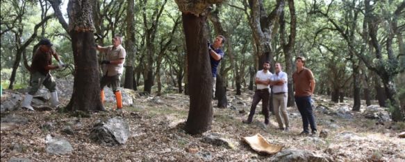 El Ayuntamiento de Ronda espera ingresar 668.000 euros por la venta del corcho , Ultima la campaña de saca, en los Montes de Propios, en el término de Cortes , 21 Jul 2023 - 11:06