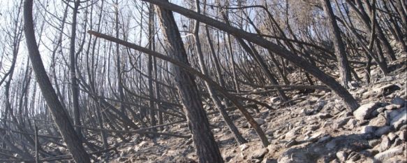 Uno de los peores siniestros de la década en la provincia podría haber sido causado por la negligencia de los miembros del retén del Infoca. // CharryTV