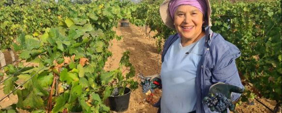 Una de las vendimiadoras que están trabajando en Bodega Cortijo Los Aguilares.  // CharryTV