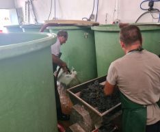 Trabajos de llegada de la uva a la Bodega F. Schatz.  // CharryTV
