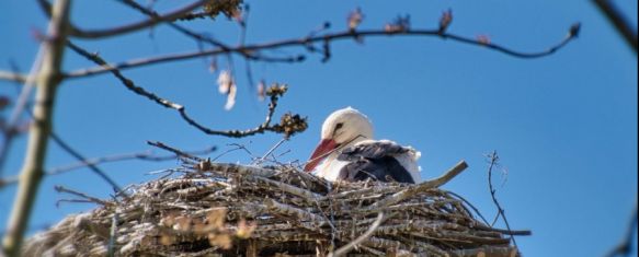 La migración de las cigüeñas se deja ver por Ronda, Este fenómeno natural cada vez es menos común debido al cambio climático, 12 Sep 2023 - 17:16