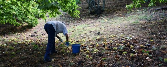 Cae la producción de castañas en el Valle del Genal, A pesar de la buena calidad del fruto, se estiman unos 150.000 kilos, mientras que en una buena temporada suelen llegar al millón      , 14 Sep 2023 - 11:33