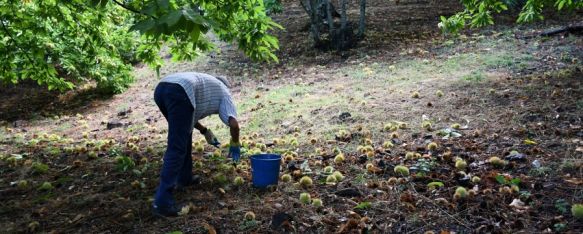 Jubrique ha iniciado la campaña esta semana con la recepción de castañas de variedad agosteña. // Serranía Comunicación Jubrique ha iniciado la campaña esta semana con la recepción de castañas de variedad agosteña. // Serranía Comunicación