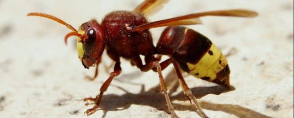 Este insecto presenta un mayor tamaño y se caracteriza por el color de su tórax en tono granate. // CharryTV