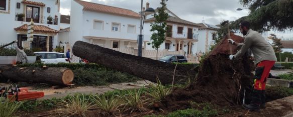 Ronda registró rachas de viento de 118 km/h y alrededor de medio centenar de incidencias, La caída de árboles y ramas provocó el corte al tráfico de algunas calles, siendo La Dehesa el barrio más afectado, 23 Oct 2023 - 11:00