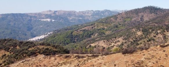 La Guardia Civil desmantela una plantación de marihuana en Sierra Bermeja , Se ha incautado 1.000 plantas de marihuana y 3 kilogramos de cogollos. El encargado, un hombre de origen albanés, ha ingresado en prisión por orden judicial., 31 Oct 2023 - 15:16