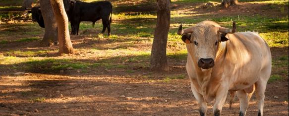 Reservatauro recibe una subvención de la Junta de Andalucía de 33.000 euros , En el marco del Programa Investigo, la ganadería ha invertido esta ayuda económica en la contratación de un analista de datos , 19 Mar 2024 - 17:53