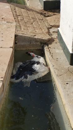 Uno de los patos ha aparecido muerto en su estanque.  // CharryTV