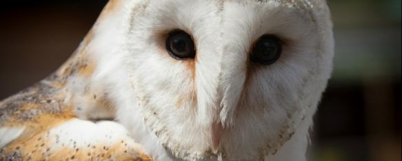 Esta hembra ha crecido lo suficiente y ha comenzado a salir del nido, a volar y a cazar por sí misma diferentes insectos. // Serranía Comunicación Esta hembra ha crecido lo suficiente y ha comenzado a salir del nido, a volar y a cazar por sí misma diferentes insectos. // Serranía Comunicación
