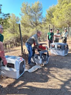 El delegado territorial de Sostenibilidad y Medio Ambiente, José Antonio Víquez, ha participado en la suelta de los buitres // Junta de Andalucía