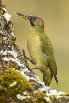 Alfonso Roldán ha capturado este pájaro carpintero, que le ha valido un primer premio // CharryTV