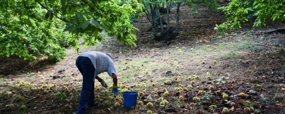 La cosecha de castañas repunta en el Valle del Genal tras varios años de malos resultados, Aunque las cifras siguen estando lejos de lo que sería una…, 17 Sep 2025 - 16:19