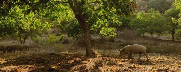 La Asociación Española de Geografía da a conocer los Premios Paisaje Serrano 2025, La Cueva de la Pileta, la Ruta de los Pueblos Blancos o el Ayuntamiento…, 24 Sep 2025 - 08:05