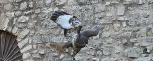 El espectáculo permite ver de cerca aves de la Serranía de Ronda. // CharryTV