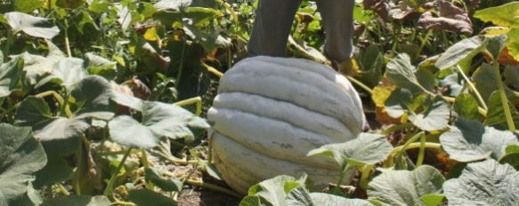 Una calabaza gigante en la pedanía rondeña de La Cimada, Un agricultor recoge una hortaliza de más de 72 kilos de peso sin utilizar ningún producto químico ni abono, 27 Aug 2012 - 20:16