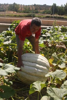 En el huerto ha crecido otra calabaza de 50 kilos de peso. // CharryTV