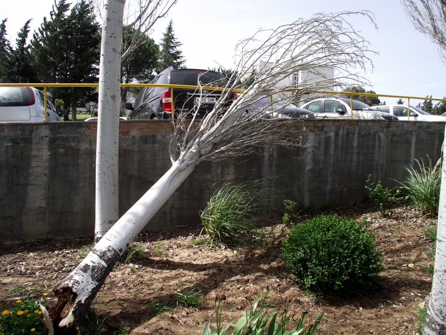 Uno de los árboles arrancados por el viento en la zona de estacionamiento del Hospital de La Serranía.