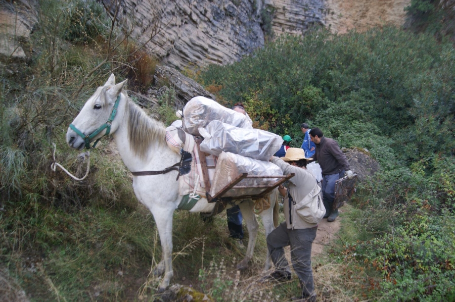 Se empleó un caballo para la extracción de la basura acumulada.