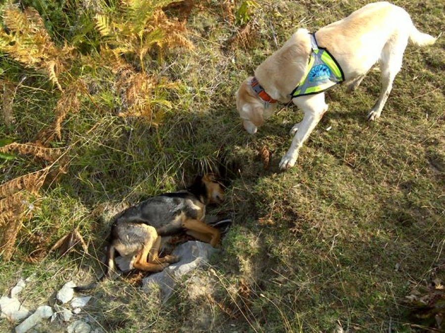 El equipo canino de la Estrategia Andaluza contra el Veneno es una parte fundamental en las investigaciones.