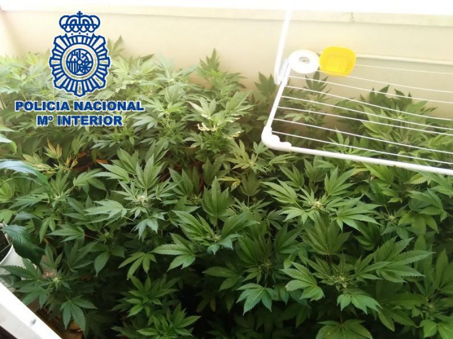Algunas de las plantas se encontraban a la vista de los vecinos.