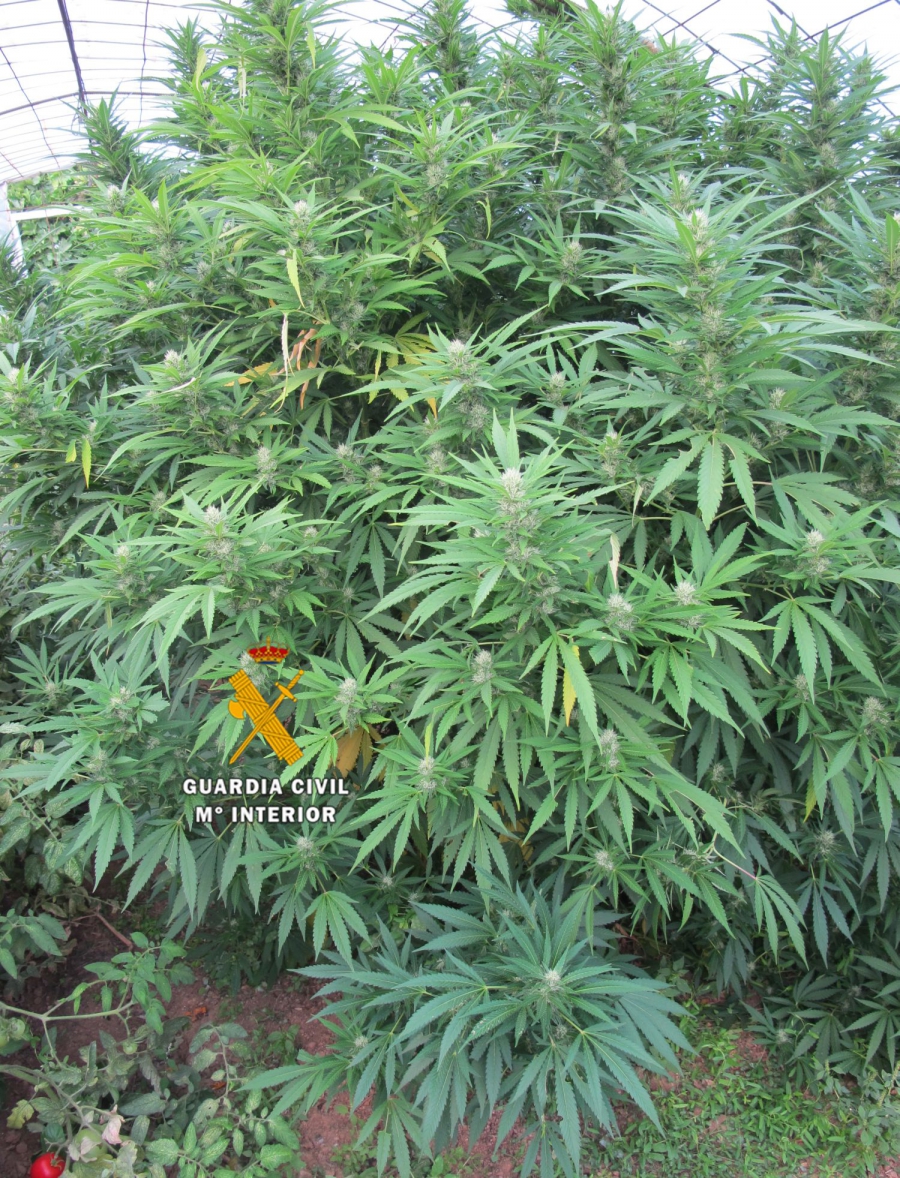 En el registro se encontraron cinco plantas de marihuana de gran tamaño.