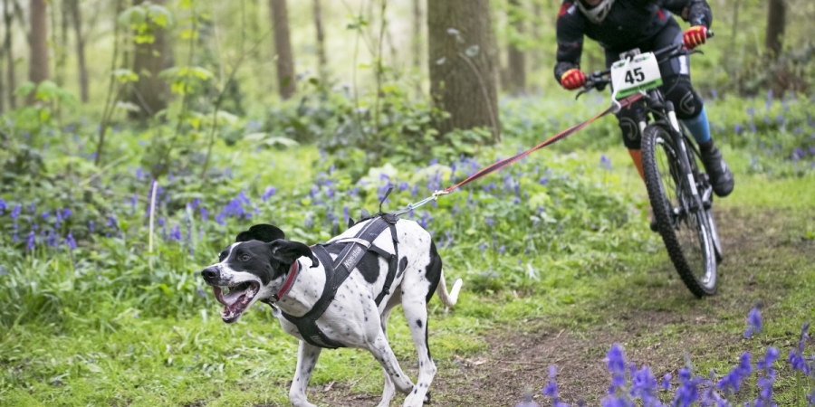 La prueba se iniciará el 18 con una exhibición en la Alameda del Tajo.
