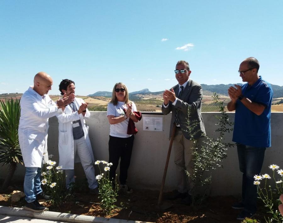 La asociación ALCER ha donado al Hospital de la Serranía un olivo que ha sido plantado en homenaje a los donantes y a sus familiares.