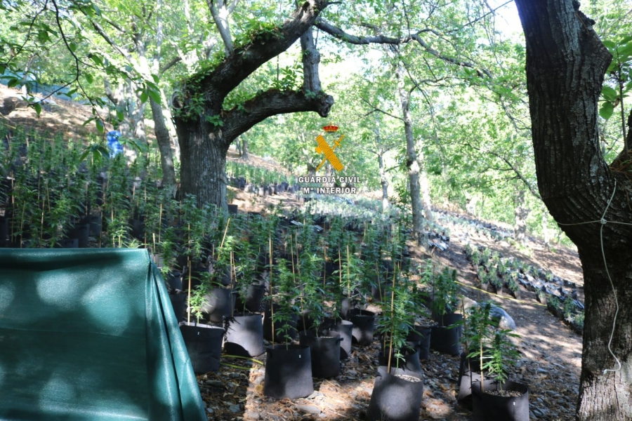 Los agentes emprendieron la investigación al detectar, entre otros indicios, fuertes medidas de seguridad en la finca.