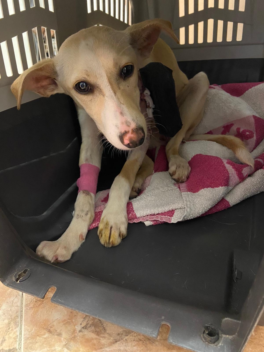 La perra fue operada gracias a la aportación de ciudadanos solidarios, así como de agentes de la Policía Local de Ronda.