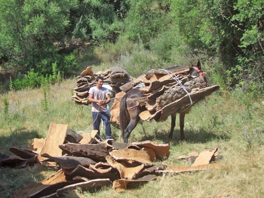 Esta campaña se han extraído 2.775 quintales de corcho de reproducción y 68,37 quintales de bornizo.