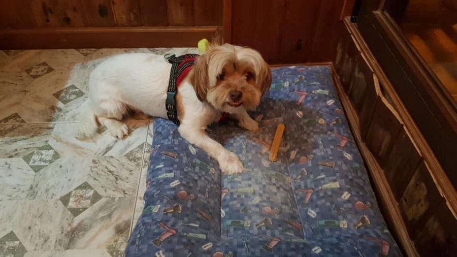 El perro Choco desapareció la mañana del 31 de diciembre, cuando huyó asustado por el ruido de unos petardos.
