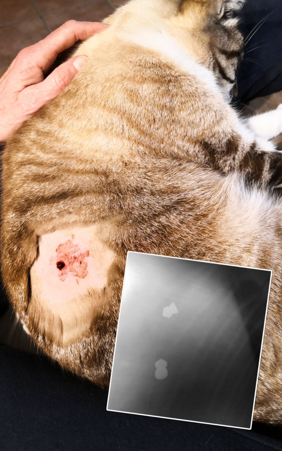 En su perfil de Facebook, Smallman explica que el pasado lunes por la tarde percibió cómo el animal estaba herido y perdía mucha sangre.