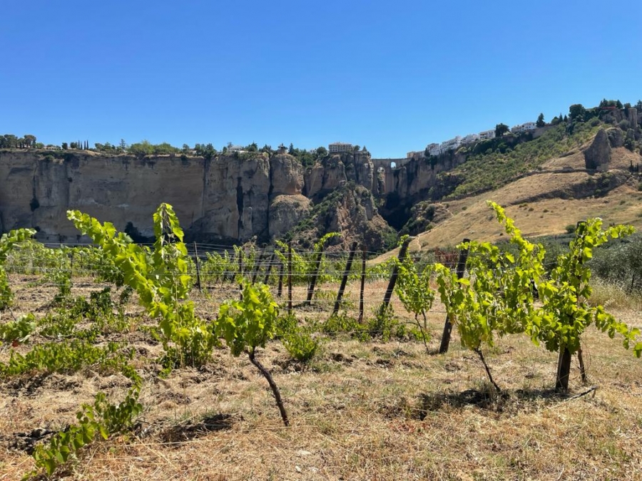 Los viñedos de Samsara Wines acogieron el verano de 2018 los conciertos de Ronda suena en la viña.