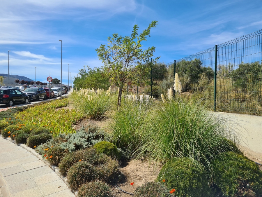 Hierba de la Pampa y acacias próximas al Hospital