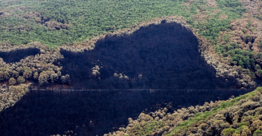 Una parte de la zona quemada por el incendio forestal