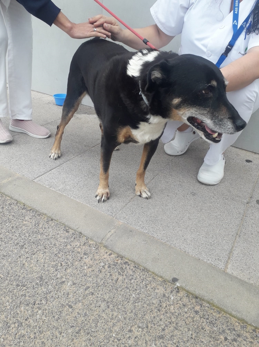 Travis es un perro cruzado de 13 años que no dudó en salir en busca de su dueña desde Faraján hasta Ronda.