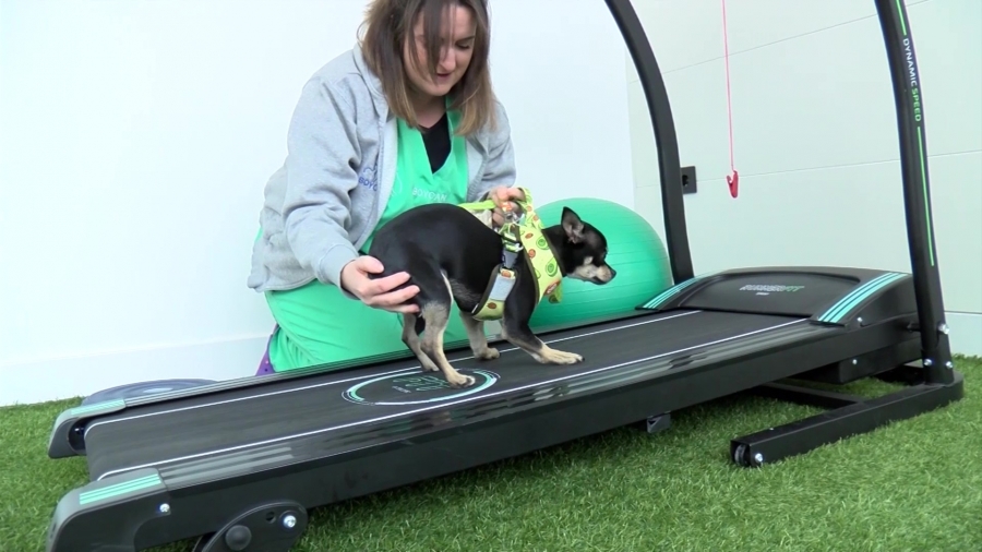 Una de las mascotas atendidas realiza sus ejercicios en la cinta.