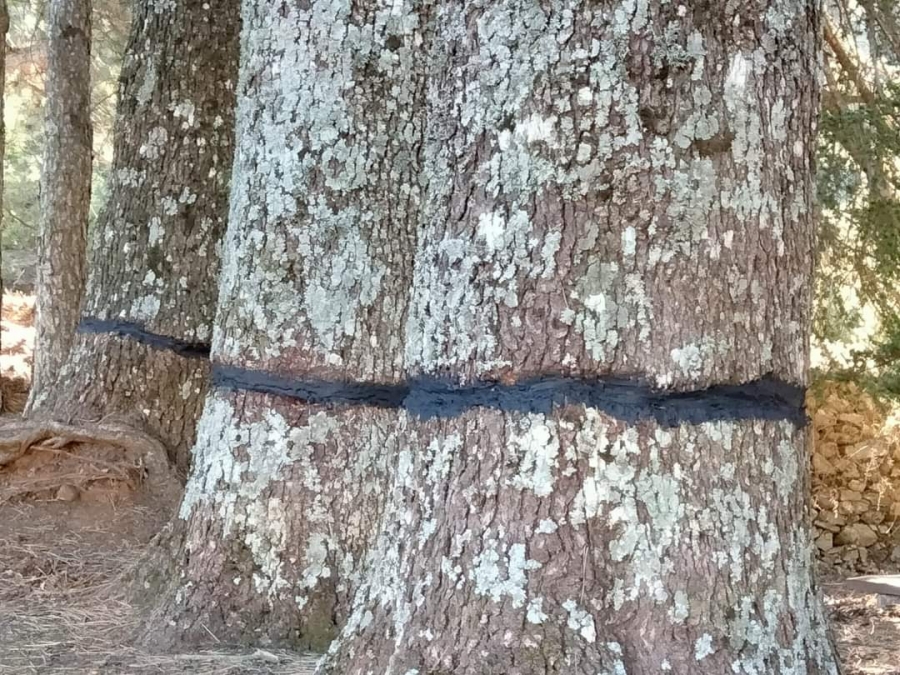 Los cedros han sido anillados, mediante el arranque de parte de su corteza