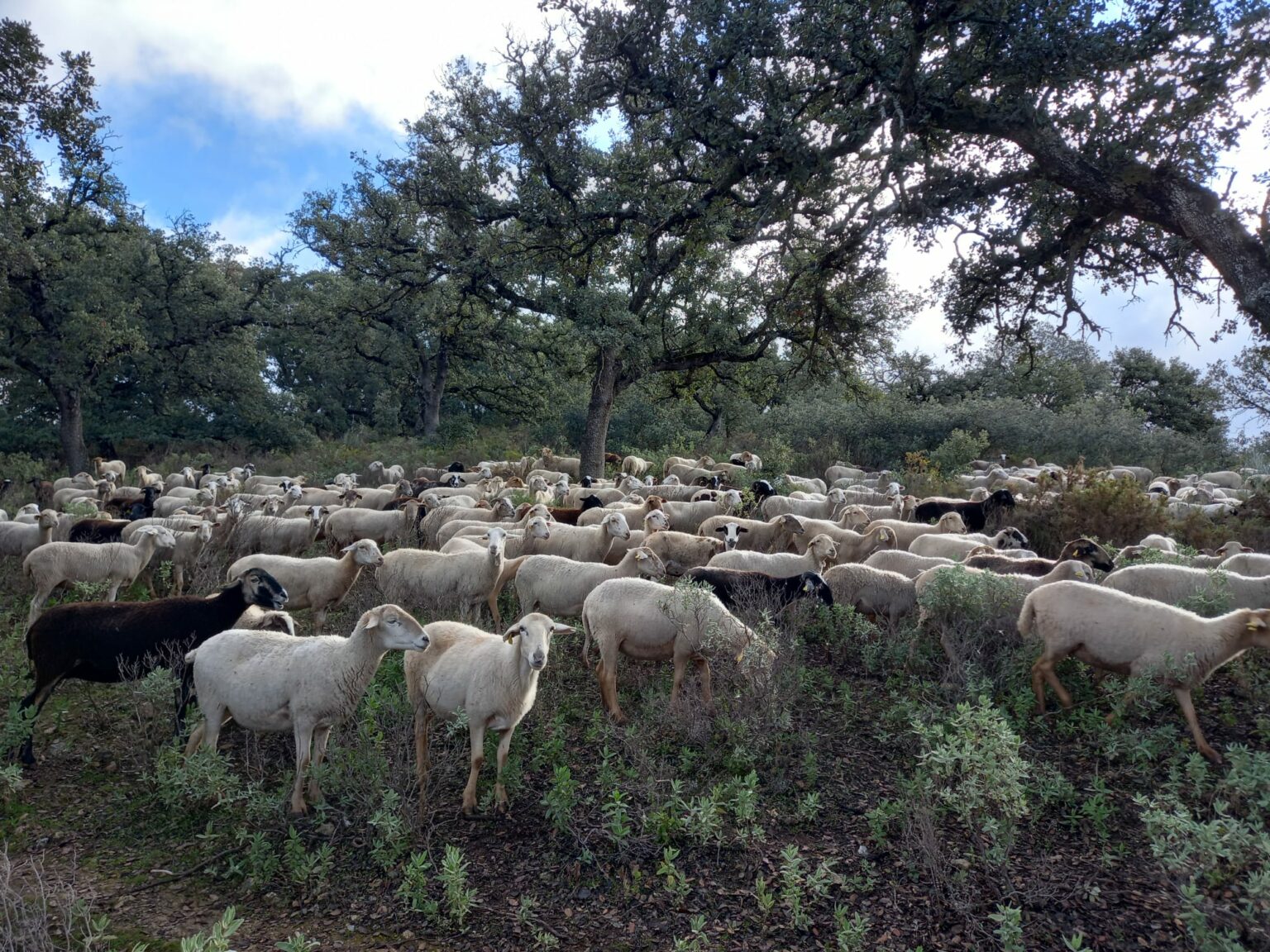 En concreto, las explotaciones se encuentran en 17 municipios de la Serranía