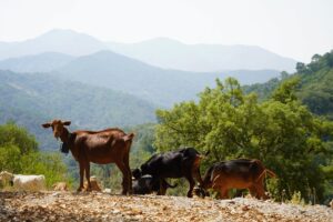 Los animales han sido entrenados para responder a señales de audio, en lugar a vallados físicos