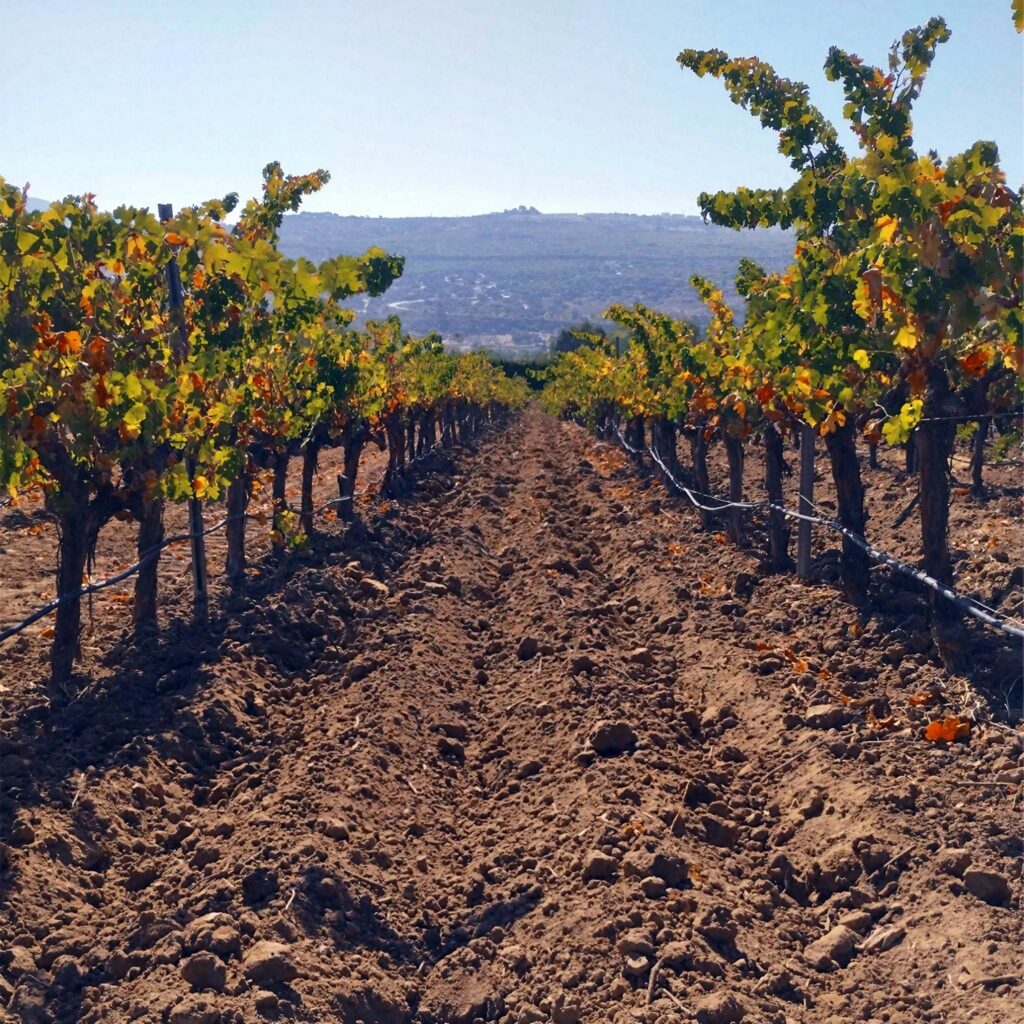 Los vinos ecológicos de la Bodega Finca Los Frutales triunfan en los certámenes internacionales más exigentes