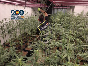Una de las viviendas acogía un invernadero con 279 plantas de cannabis y la infraestructura propia de los laboratorios de droga