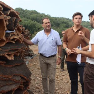 Licitación corcho Montes de Propios
